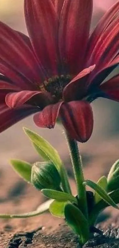 Close-up of a vibrant red flower blooming on a natural textured surface.