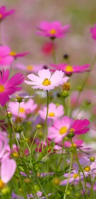 Vibrant pink cosmos flowers in full bloom, creating a lively mobile wallpaper.