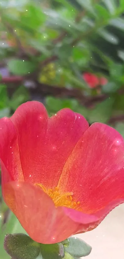 Vibrant red flower with green leaves wallpaper.