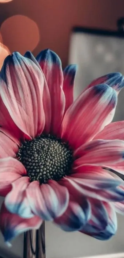 Vibrant pink and blue flower with bokeh background in elegant wallpaper design.