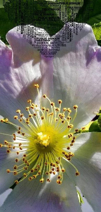 Close-up of a vibrant flower with green leaves in natural light.