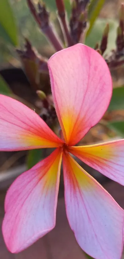 Vibrant pink and yellow flower wallpaper with a natural backdrop.