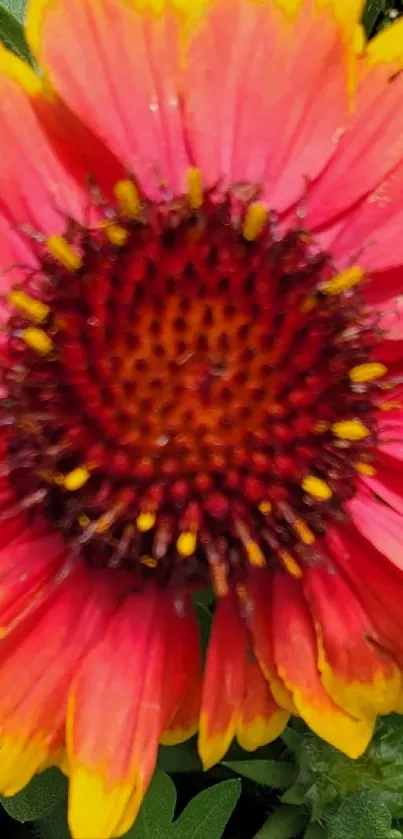 Close-up of a vibrant orange flower with yellow tips and green leaves.