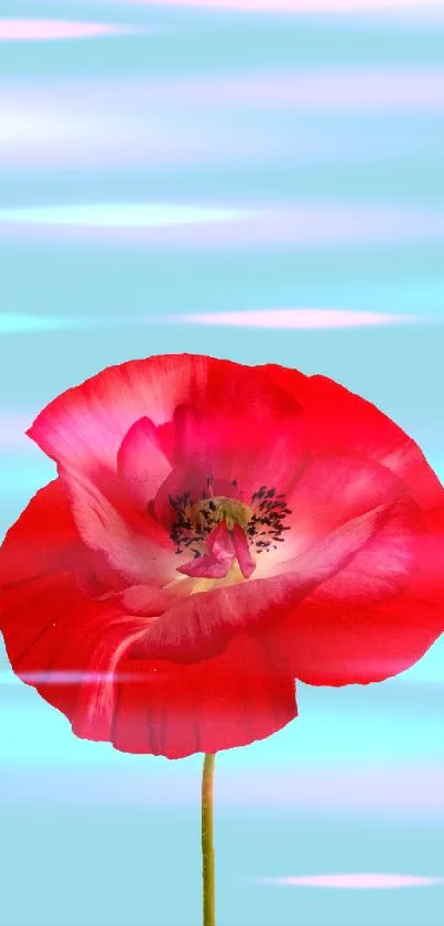 Red poppy flower with blue background wallpaper.