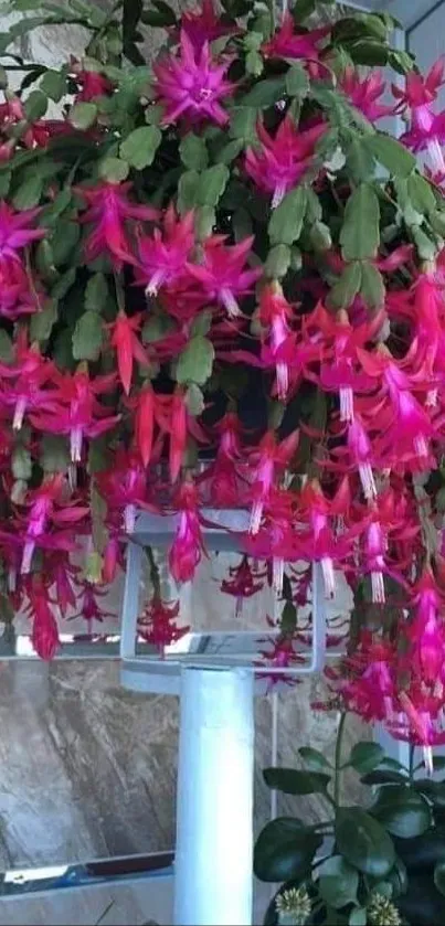 Vibrant pink flowers hanging in a lush green arrangement.