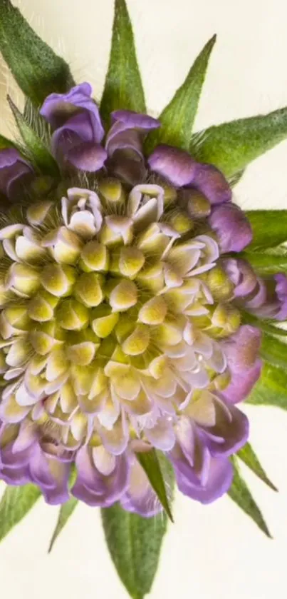 Close-up of a vibrant purple flower with green leaves on a light background.