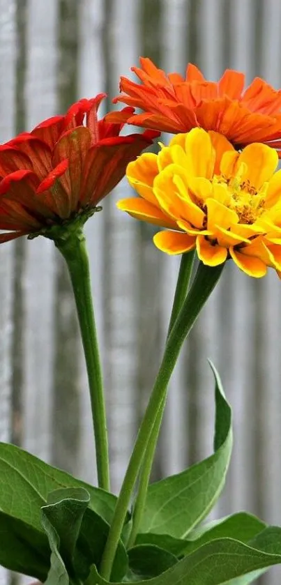 Yellow and orange flowers on a green stem with a natural backdrop.