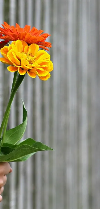 Hand holding vibrant flowers with a striped background.