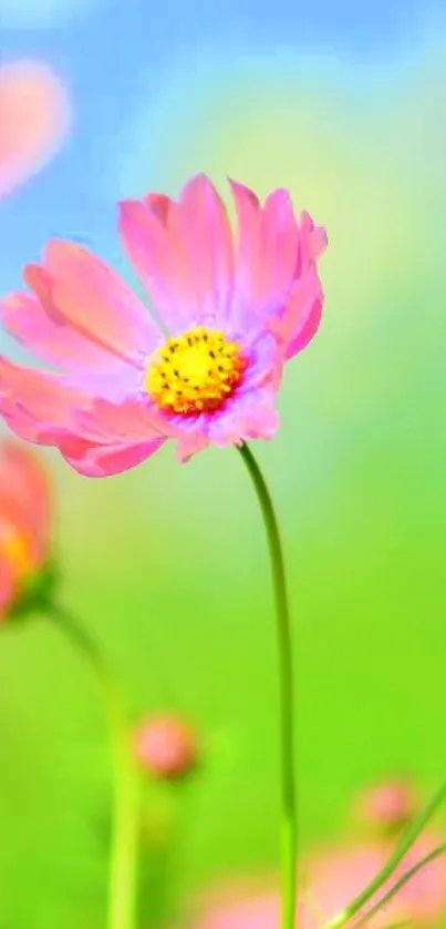 Pink flower with yellow center on green background, perfect for mobile wallpaper.