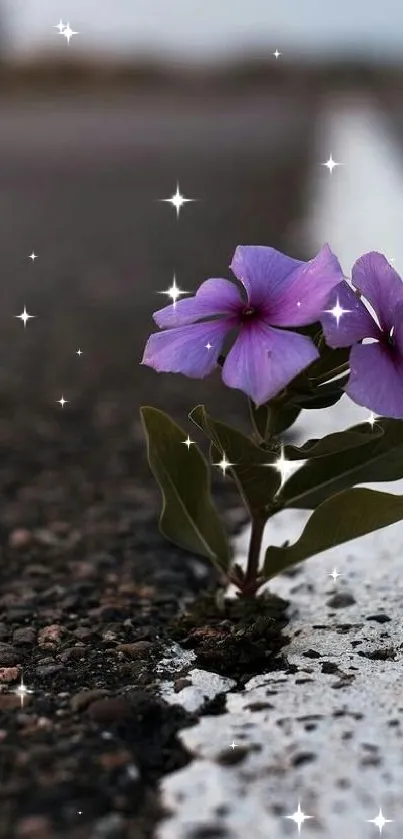 Purple flower emerging on asphalt road, symbolizing resilience.