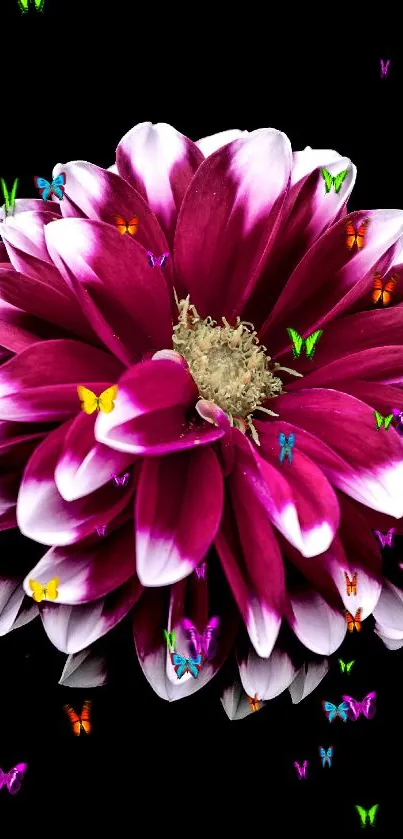 Pink flower with white tips on black background.