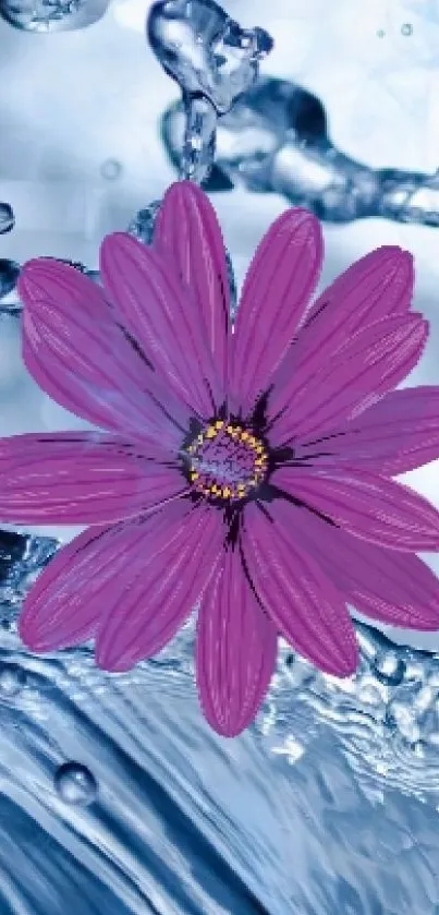 Pink flower with water splash on blue background.