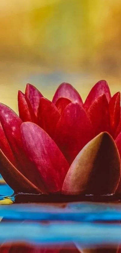 Red lotus flower on calm reflective water.