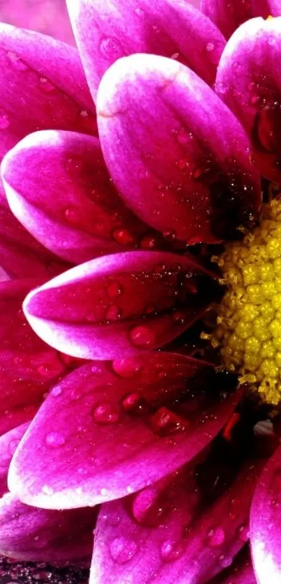 Beautiful purple flower with dew on petals and yellow center.