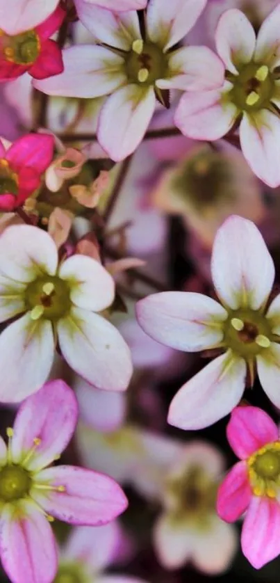 Pink and white flowers mobile wallpaper.