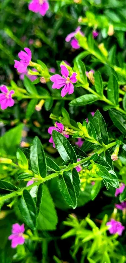 Vibrant mobile wallpaper with pink flowers and green leaves.