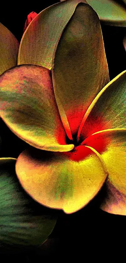 Vibrant flower with yellow and red petals on a dark background.