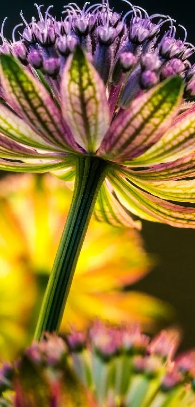 Close-up of a vibrant flower in full bloom with colorful petals.