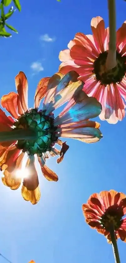 Colorful flowers against a bright blue sky.