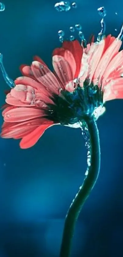 Vibrant red flower with water droplets on a blue background.