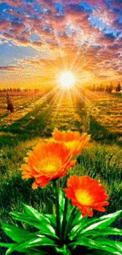 Orange flowers under vibrant sunrise with green field.