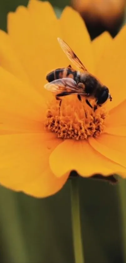 Close-up of bee on vibrant orange flower mobile wallpaper.