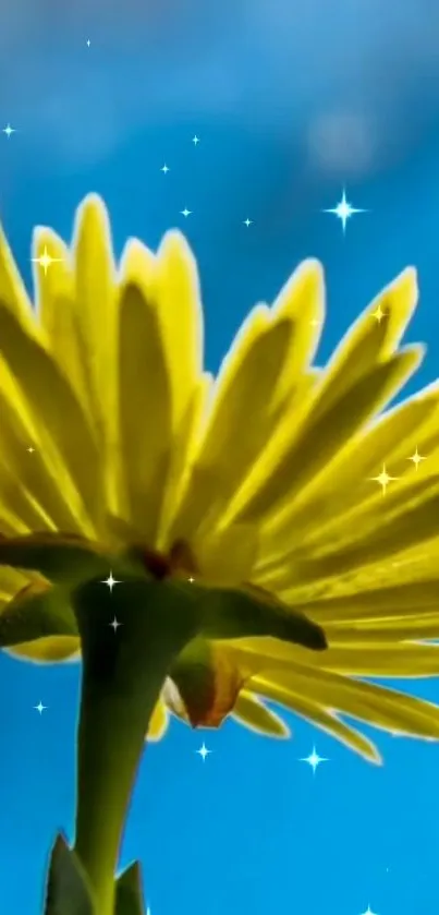 Yellow flower with starry blue sky backdrop.