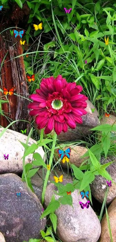 Magenta flower with green leaves and stones in a natural setting.