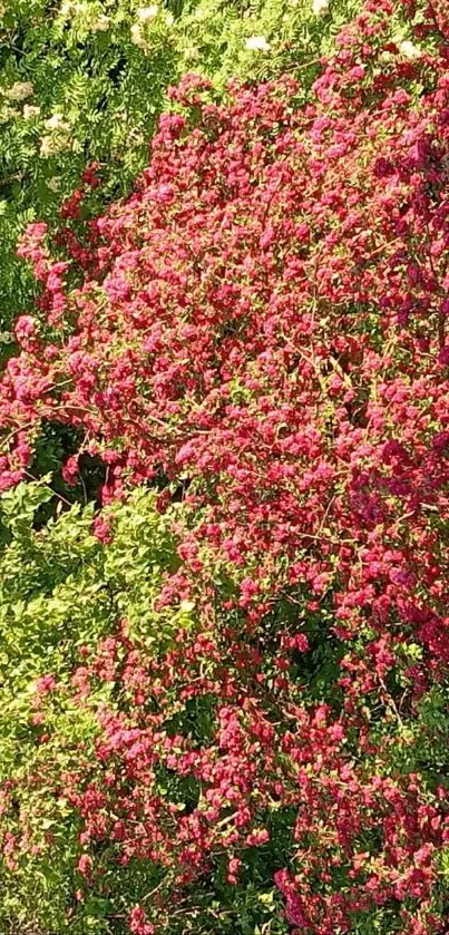 Mobile wallpaper of a lush, flowering tree with red and green colors.