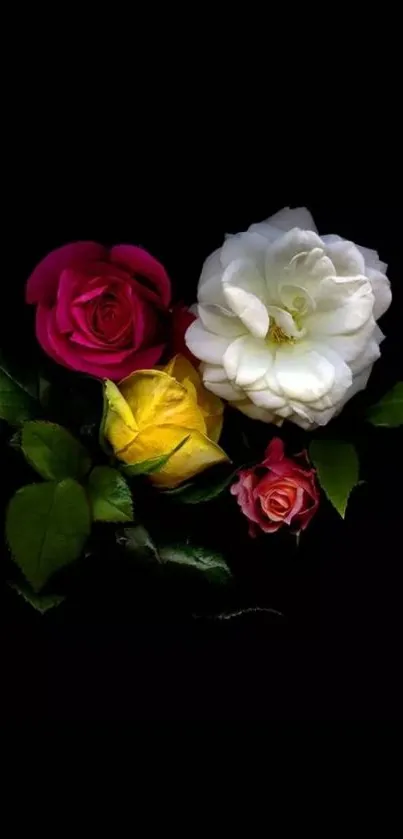 Vibrant roses against a black background in a stylish mobile wallpaper.