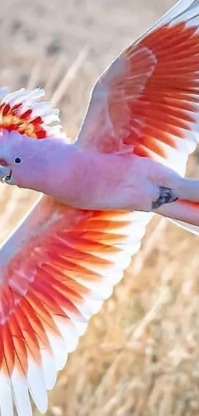 Vibrant pink and orange cockatoo flying mid-air.