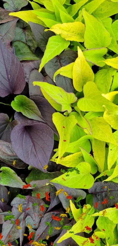 Contrast of green and purple leaves in vibrant wallpaper.