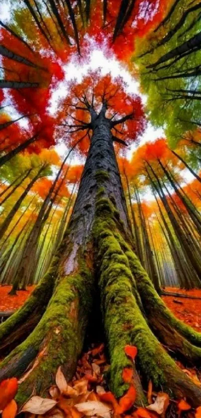 Vibrant autumn forest canopy with colorful trees.