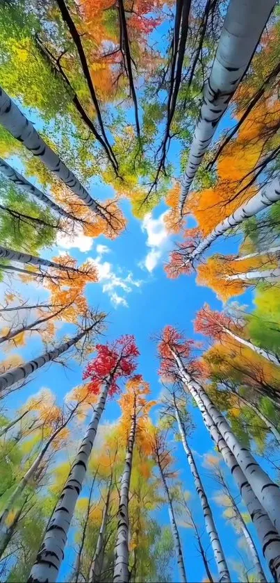 Upward view of colorful forest trees and blue sky.