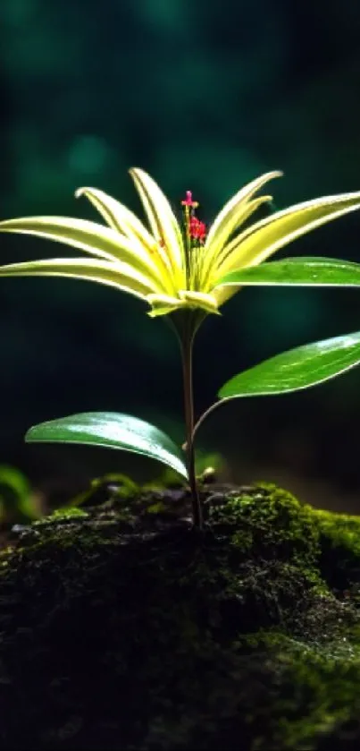 Yellow flower glowing in dark forest with lush green moss.