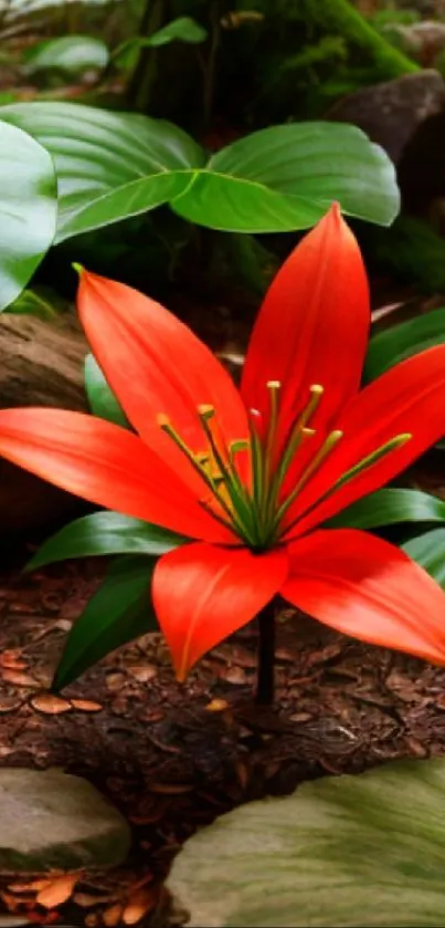 Vibrant red flower and lush green leaves in a serene forest setting.