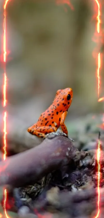 Colorful orange frog in natural forest setting wallpaper.