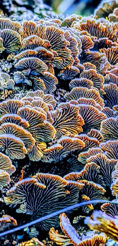 Vibrant fungi growing on forest trees, showcasing colorful natural patterns.
