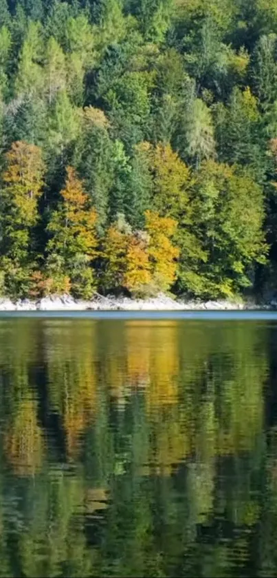 Tranquil forest reflection on a serene lake in vibrant colors.