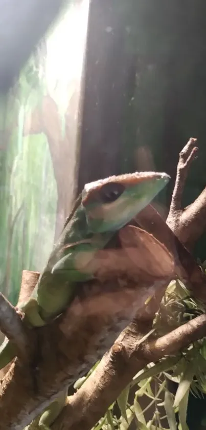 Green lizard on branch in forest setting wallpaper.