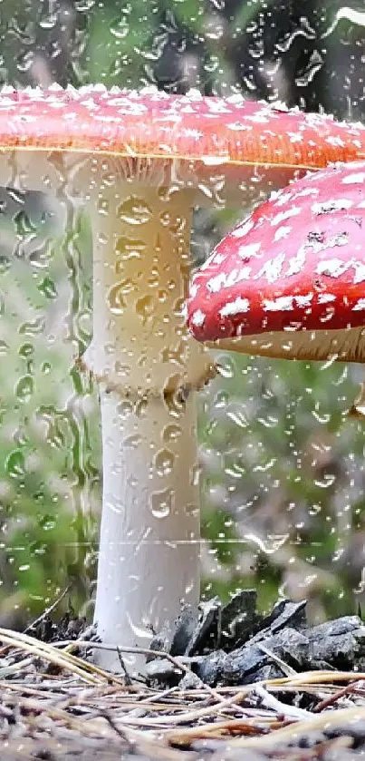 Two red mushrooms in lush green forest wallpaper.