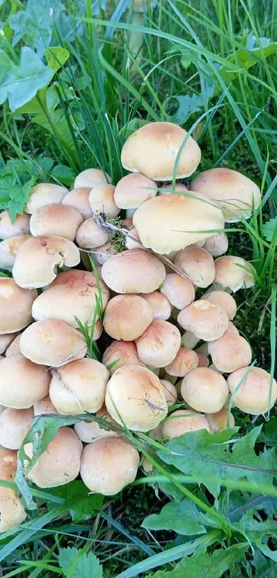 Cluster of mushrooms amidst lush green foliage in a forest scene.