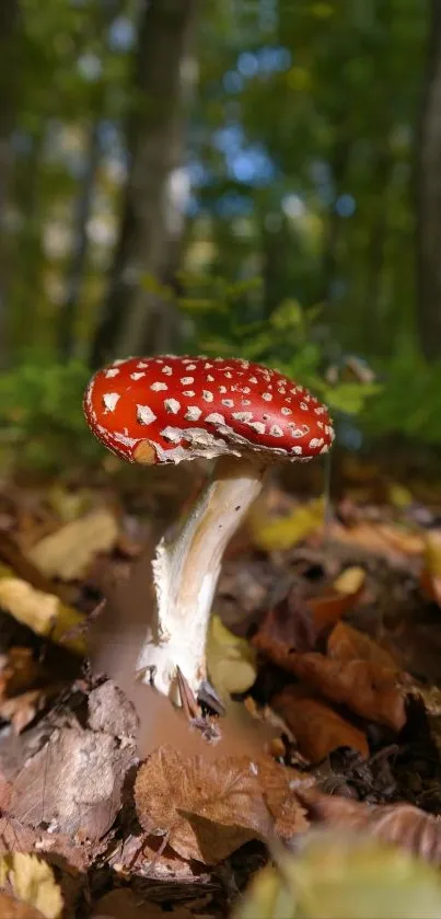 Red and white mushroom on forest floor with green background.