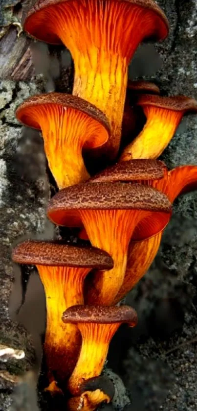 Vibrant orange mushrooms on textured bark.