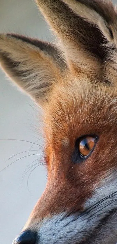 Close-up image of a fox with a vibrant reddish-brown coat and striking features.