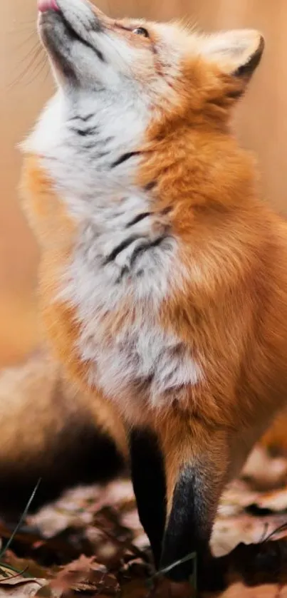 Vibrant fox in an autumn forest setting with leaves.