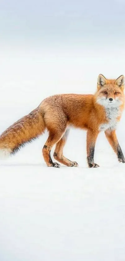 Fox standing in a snowy winter landscape with striking orange fur.