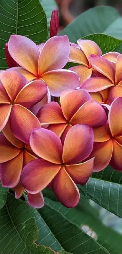 Vibrant frangipani flowers with green leaves mobile wallpaper.