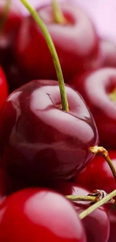 Close-up of vibrant red cherries on a soft background.