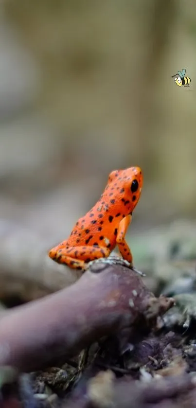 Vibrant orange frog with bee in natural setting.